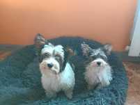2 pieski rasy Yorkshire Biewer Terrier - STANDARD