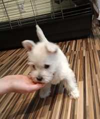 West Highland White Terrier dziewczynka REZERWACJA