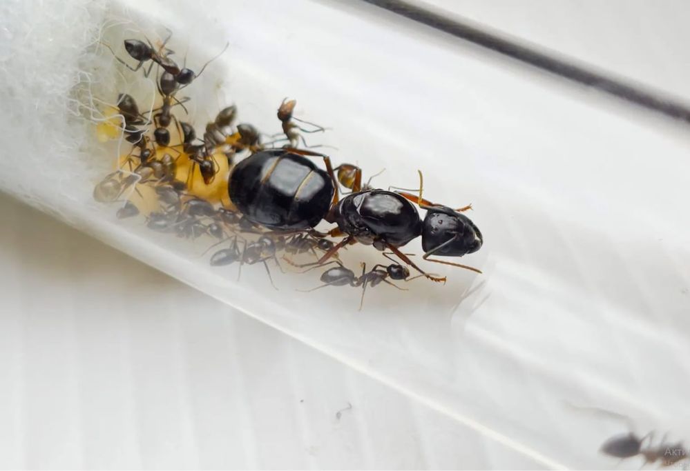 Муравьи Camponotus friedae – купить с муравьиной фермой |  Новая Почта
