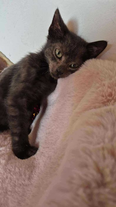 Robaczek - czarny kocurek do adopcji