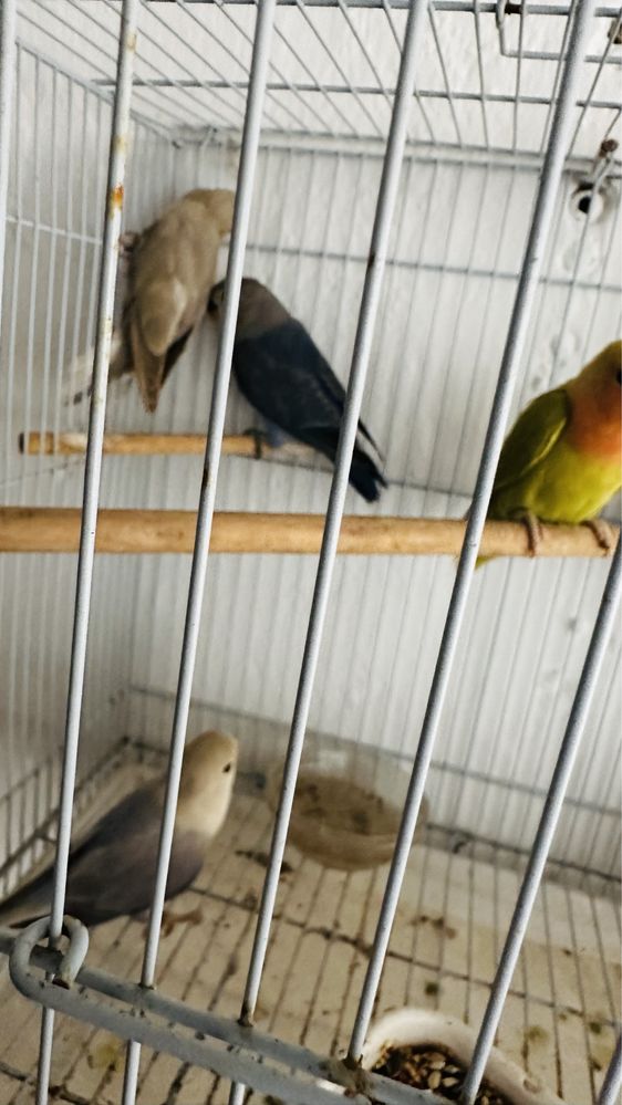 Rosicollis , unidade , casal ou lote