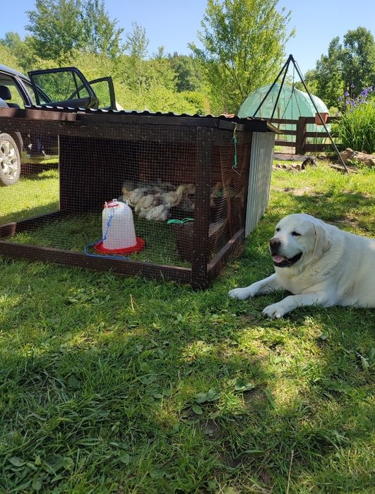 Chicken traktor, klatka dla kur, woliera mobilna, kurnik, brojlery