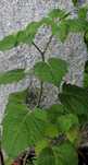 Physalis / fisalis - planta em vaso/muda