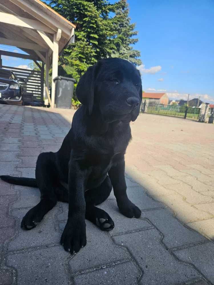 Labrador czarny szczenię rodowód