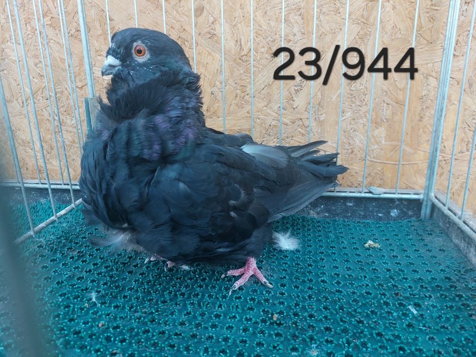 Mewka chińska, Gołąb chiński