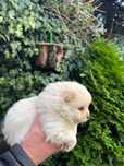 Szpic miniaturowy pomeranian suczka do rezerwacji