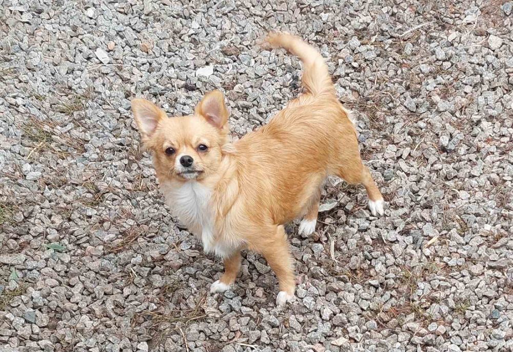 Чихуахуа шоу класса