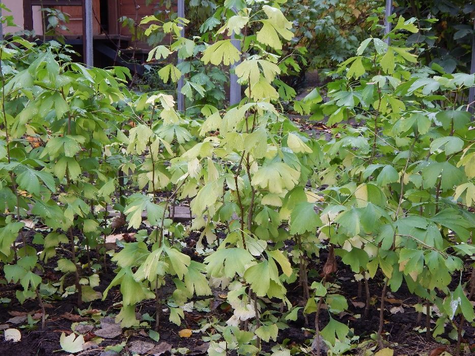 Саджанці і листя гінкго білоба. Кожний шостий саджанець у подарунок!
