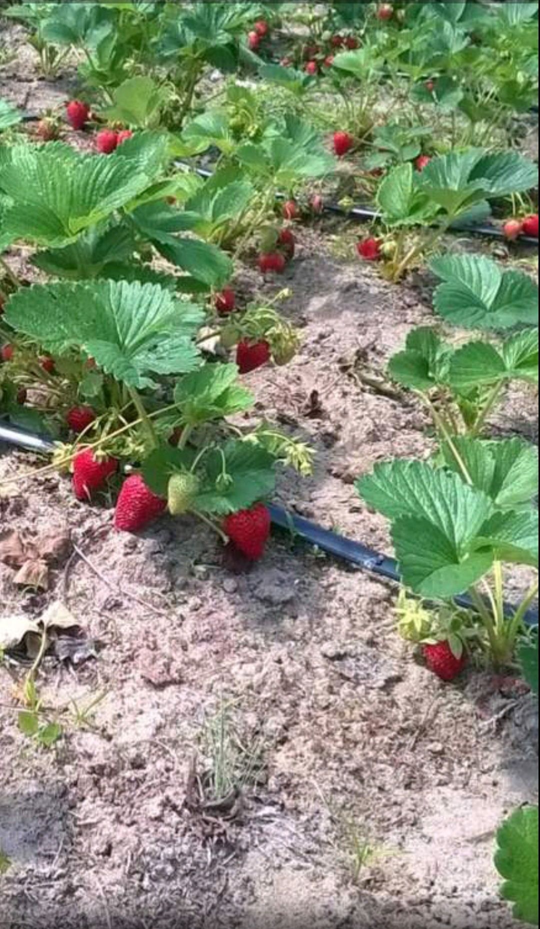 Розсада суперанньої полуниці Альба.