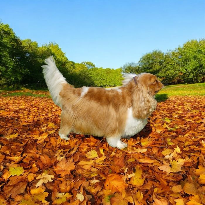 Cavalier charles spaniel king zapowiedz miotu
