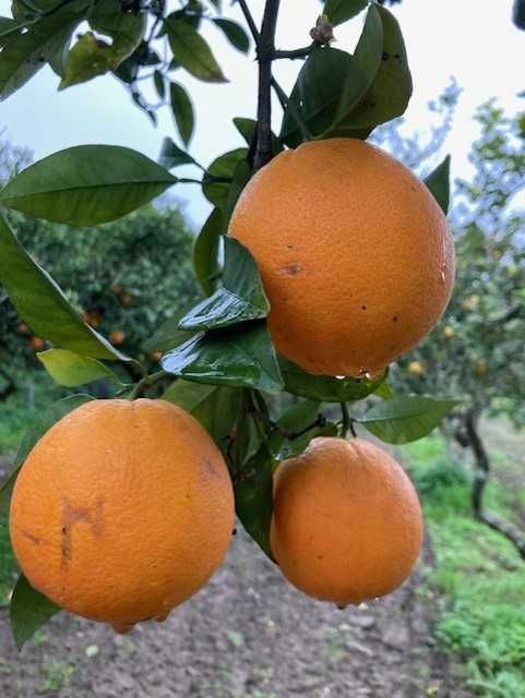 Vende-se  Limão e Laranja  Biológicos