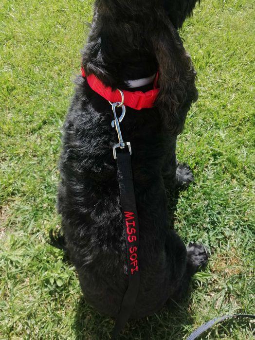 Trela personalisada para cães