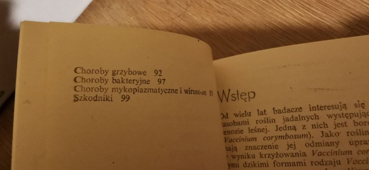Borówka wysoka Aleksander Rejman, Kazimierz Pliszka