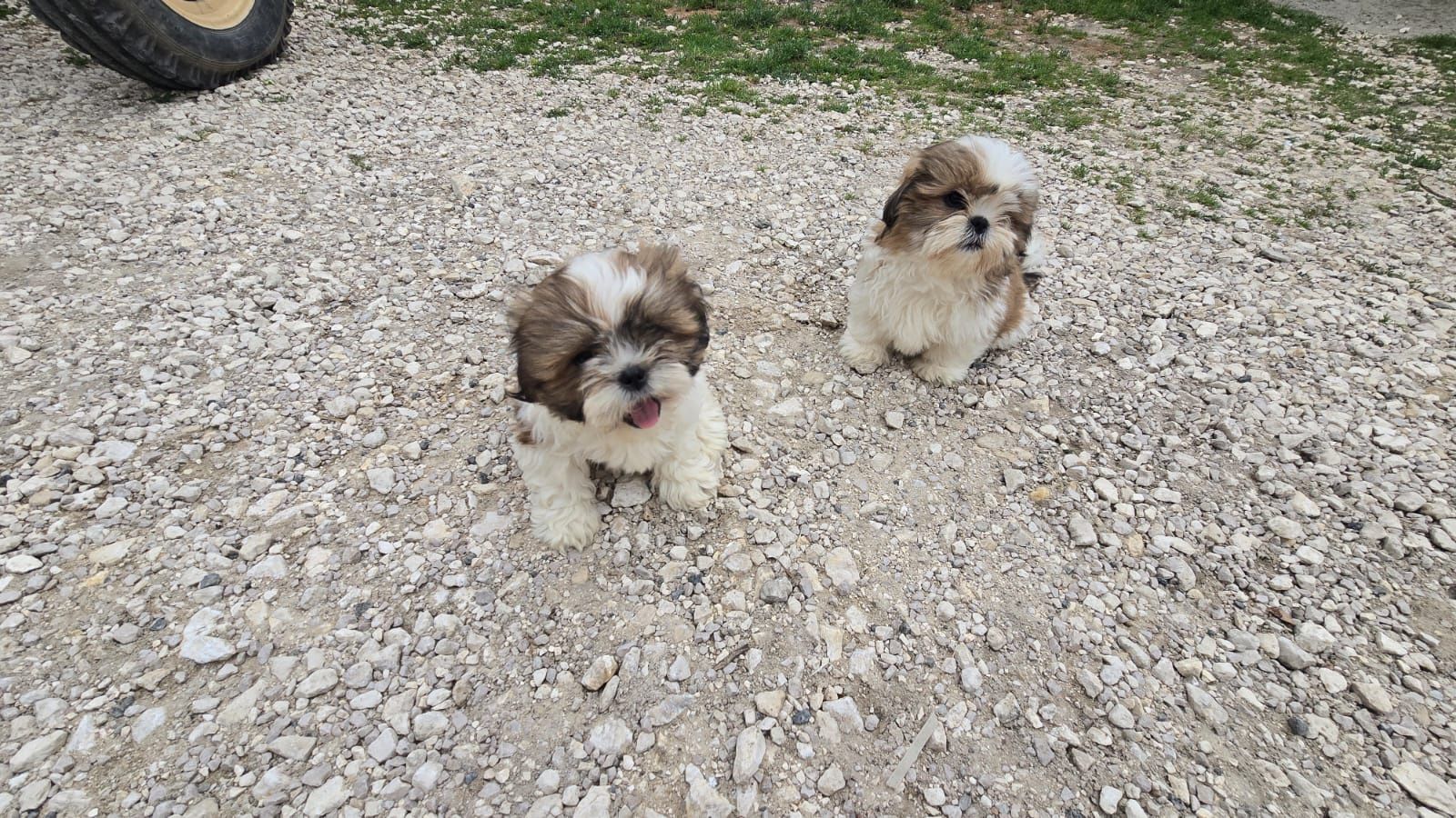 SHIH TZU śliczny szczeniak