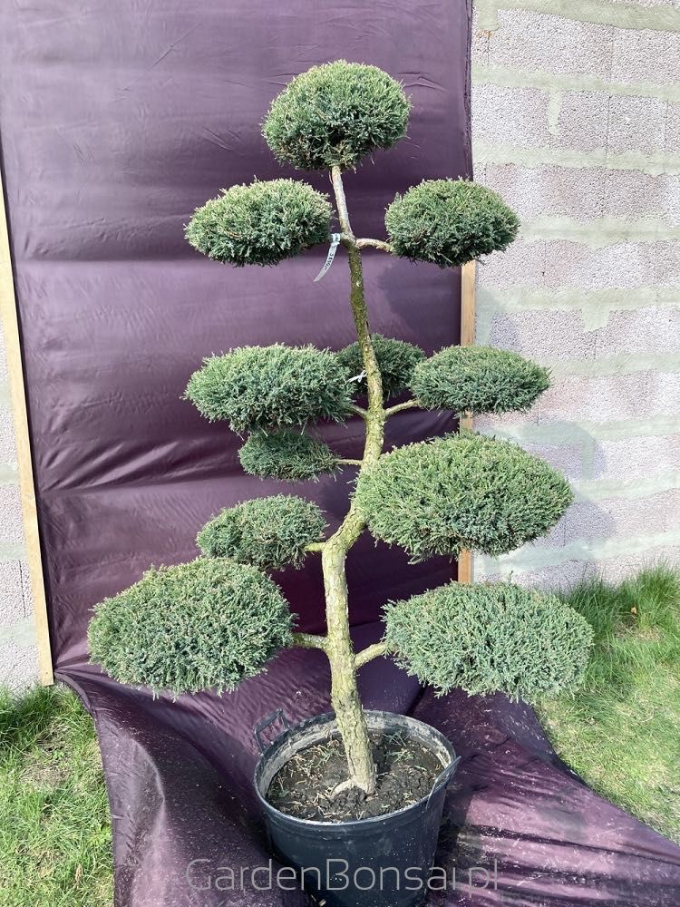 Drzewko BONSAI z jałowca - DOSTAWA - 170 cm - WYJĄTKOWY