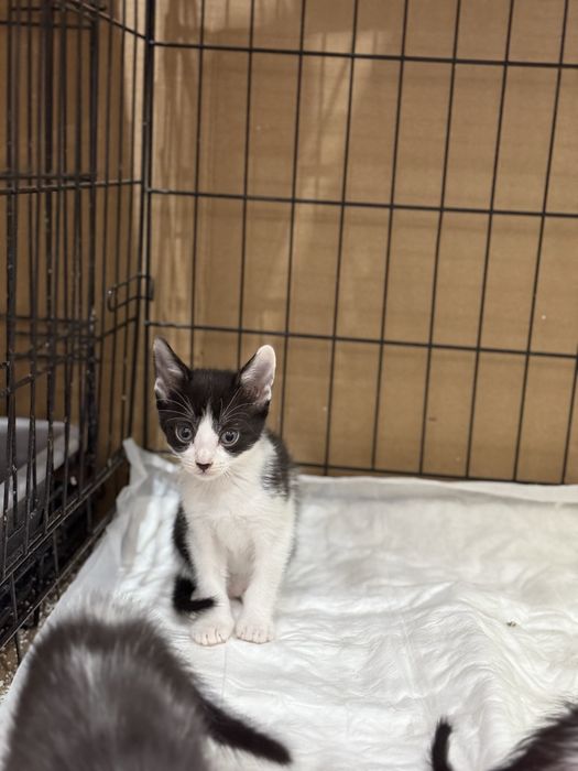 Gatinha c/ 2 meses meiga