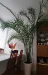 Palma ponad 2,5 m