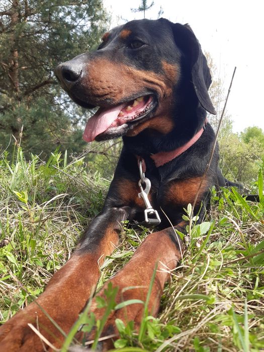 Śliczny piesek  Ami do adopcji że schroniska.