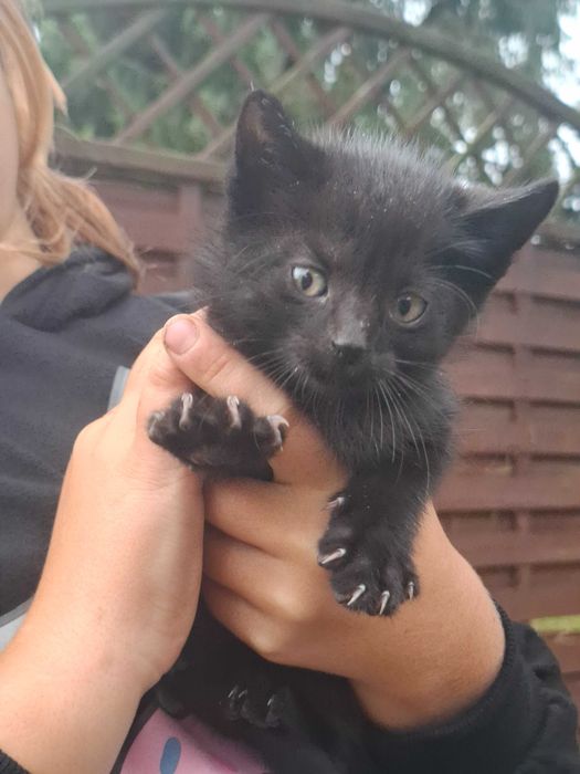 Oddam kotki do kochajacego domu