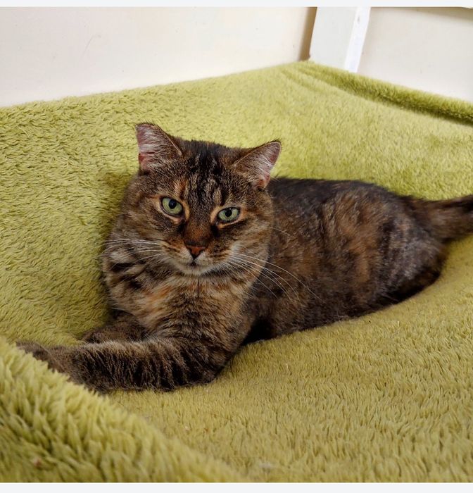 Poppy do adopcji