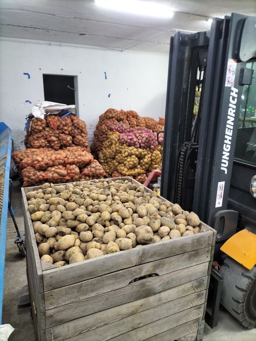 Ziemniaki sadzeniaki Soraya