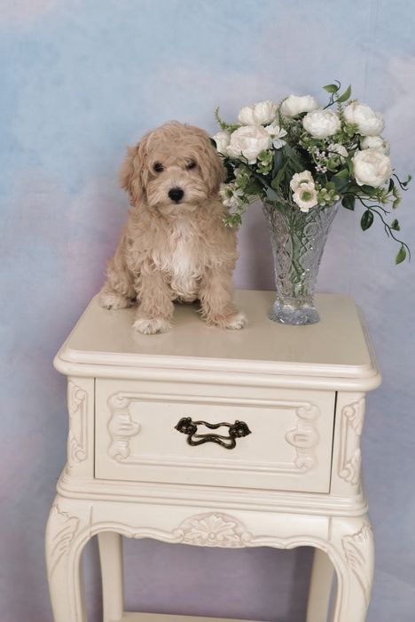 Міні мальтіпуФ1 хлопчик