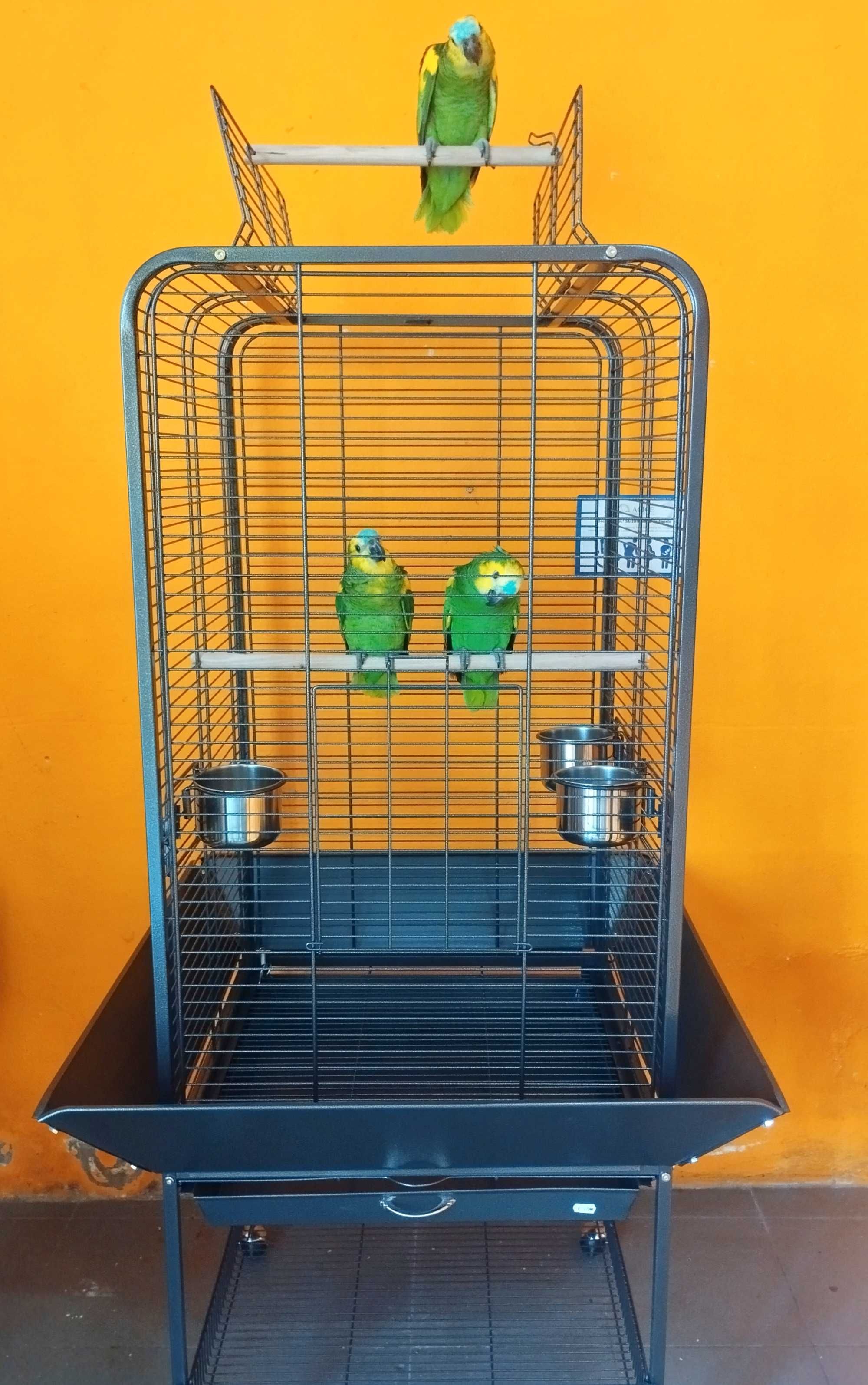 Gaiolas para papagaios e araras