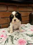 Cavalier King Charles Spaniel Zkwp /fci po Chamionie