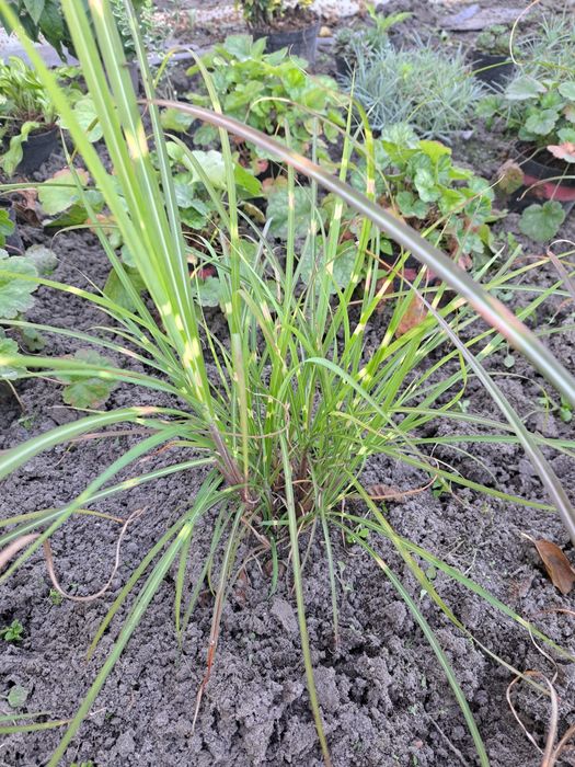 Sprzedam Sadzonki Traw