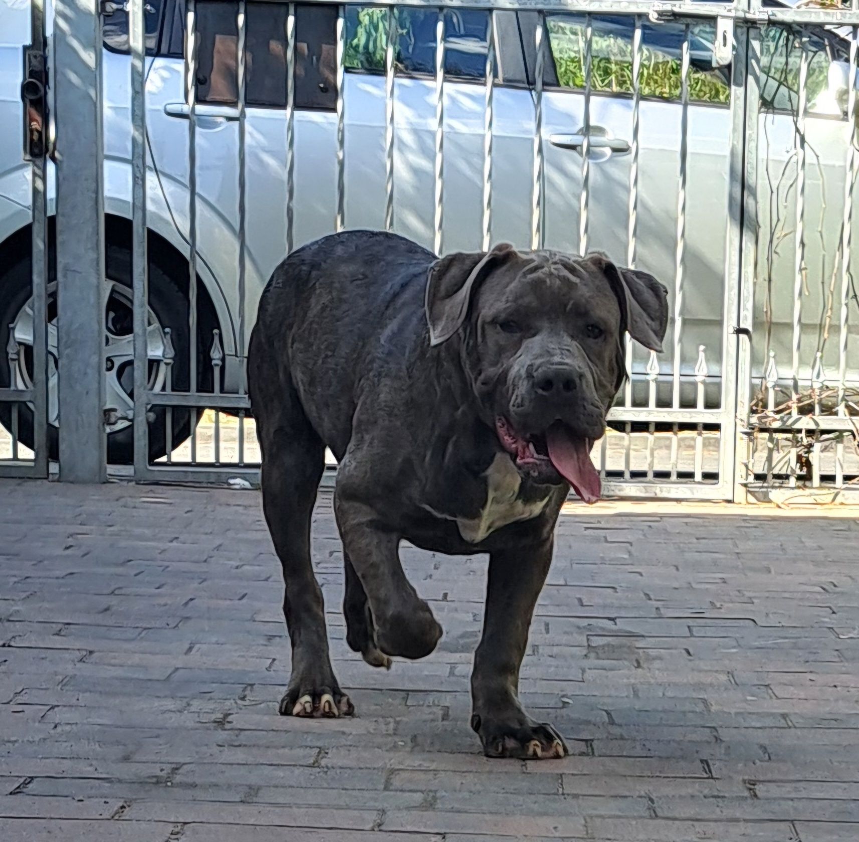 American Bully Xl ABCK