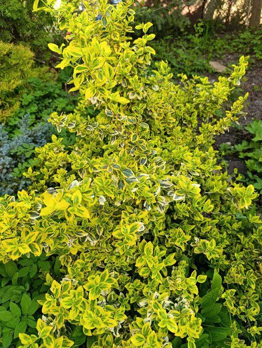 Бересклет форчуна