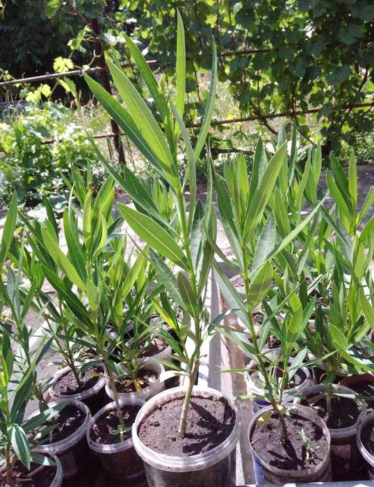 Олеандры греческие. Розовые и  белые