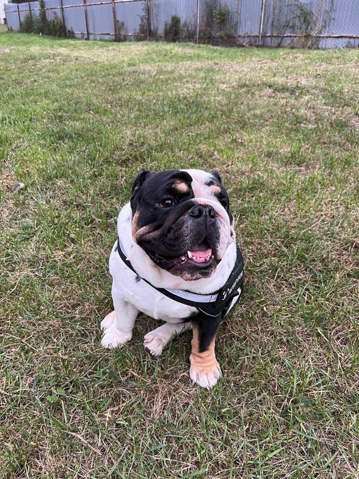 Вязка Англ. Бульдог