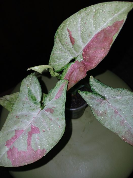 Продам сингониум, сциндапсус,синдениум.