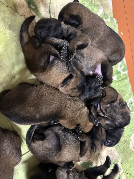 Цуценята бельгійської вівчарки малінуа (бронювання)