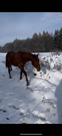 1,5 roczny ogierek/ koń szuka nowego domu