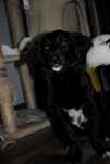 Malutka Brandy do adopcji