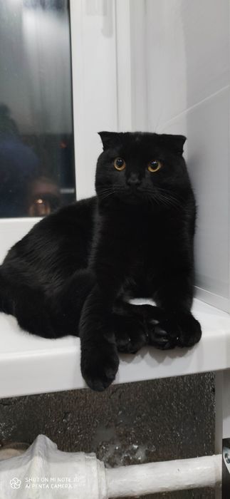 В'язка, вісловухий шотландець запрошує чарівну кішечку.