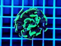 Euphyllia paraancora hammer green - 1 głowa, akwarium morskie