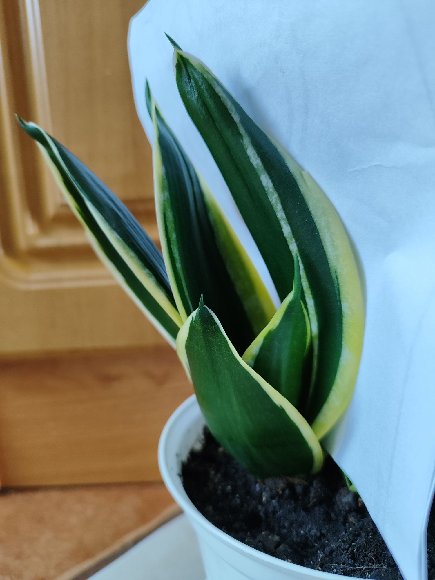 Sanseveria Jade Pagoda