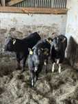 Byczki black angus