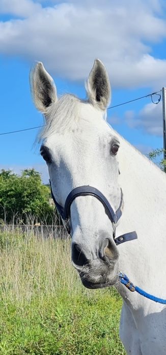 Vendo égua de obstáculos