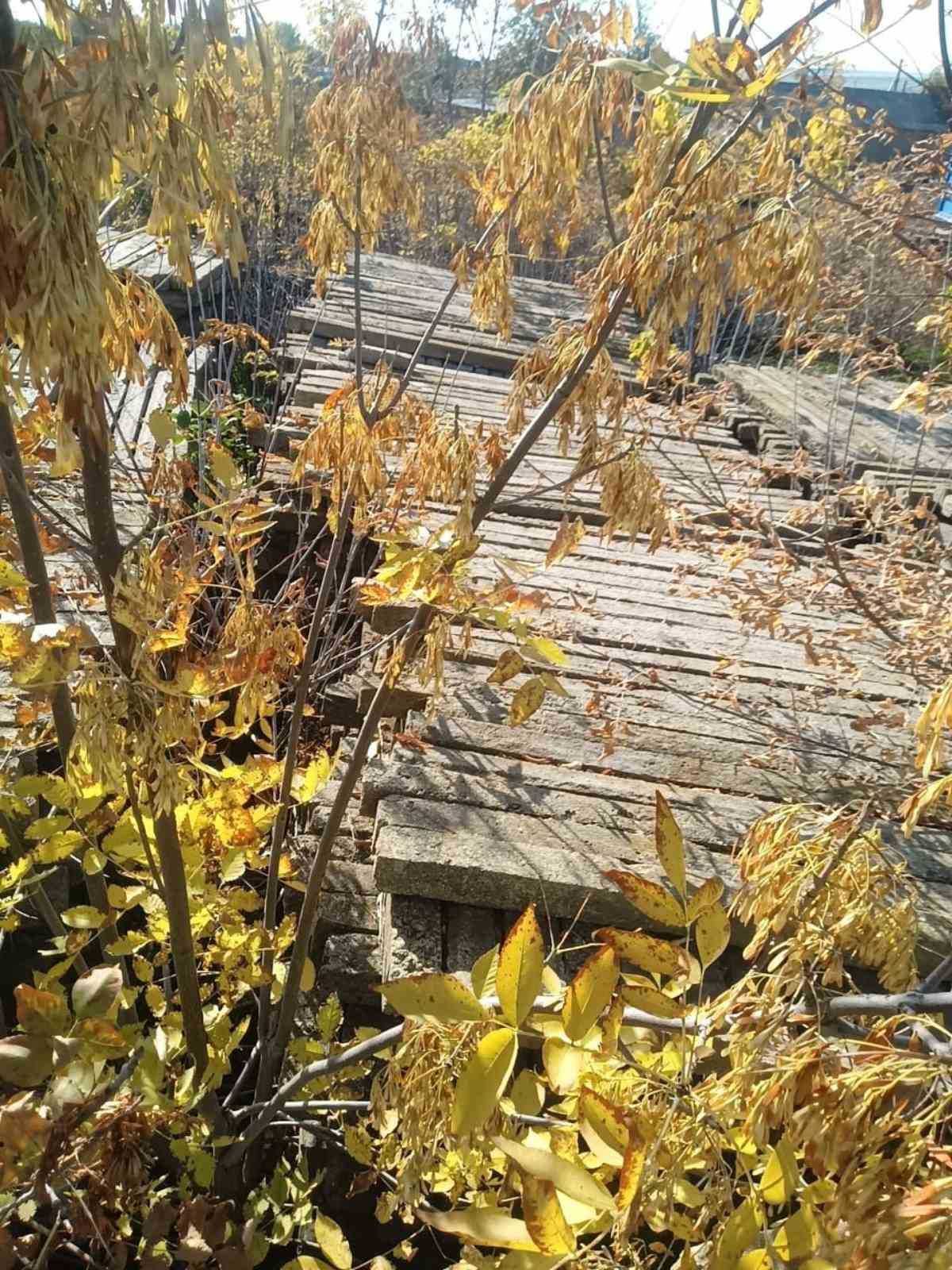 стовпчики, стовпи, столбики, 221 см колики, паркан, огорожа, загорожа