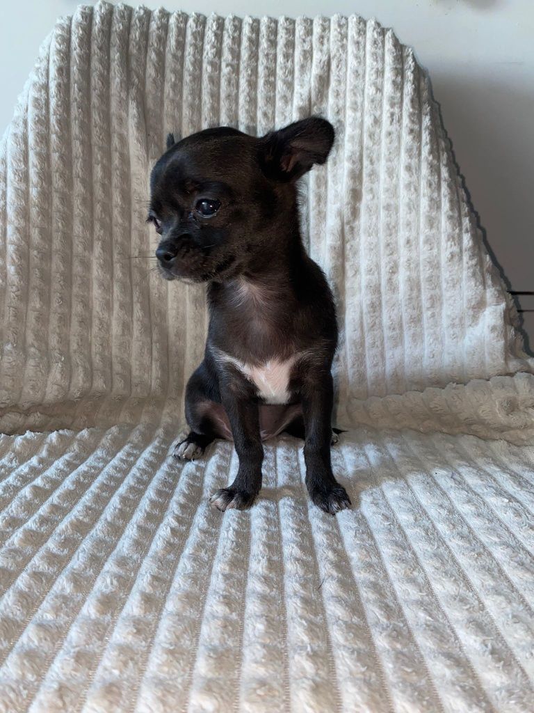 Chihuahuas fêmea