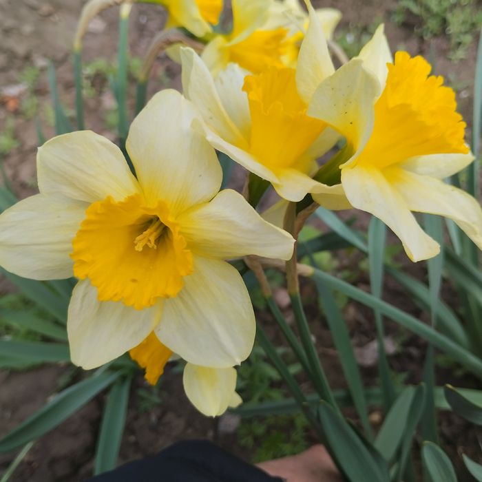 Нарцисс луковицы некрупные, на объём