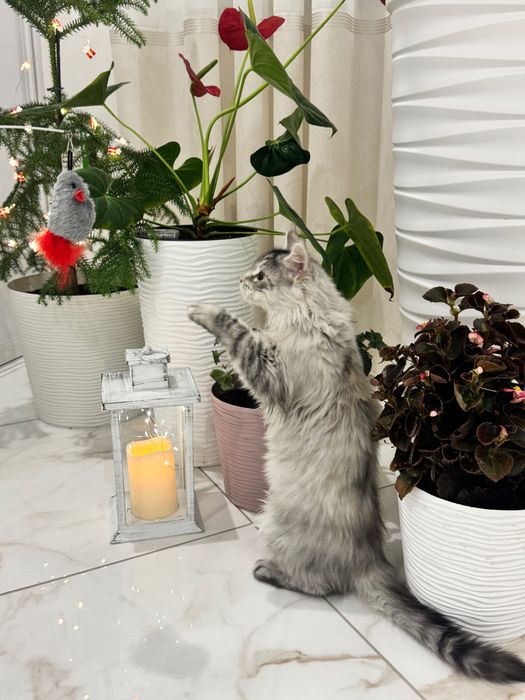 Кошенята Мейн кун