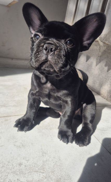 Buldog francuski czarny