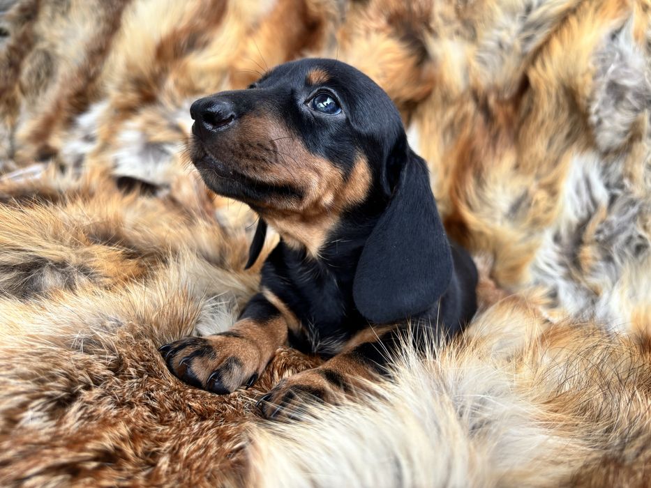 Jamnik krótkowłosy