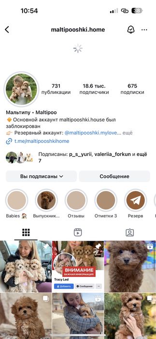 Кукольные детки Мальтипу !!!