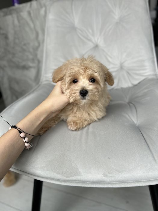 Кукольная девочка мини мальтипу ф1